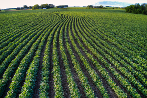 vulcan scale free system for agriculture in bangalore